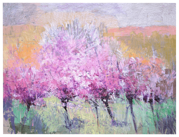 Almond trees in bloom